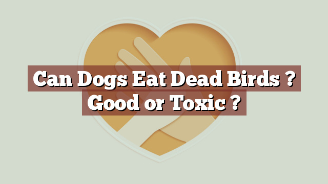 Can Dogs Eat Dead Birds ? Good or Toxic ?