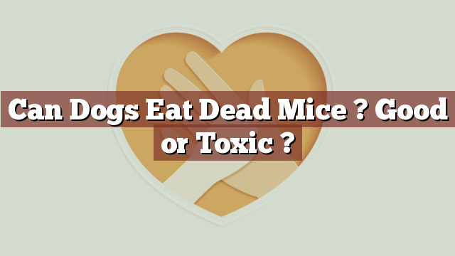 Can Dogs Eat Dead Mice ? Good or Toxic ?
