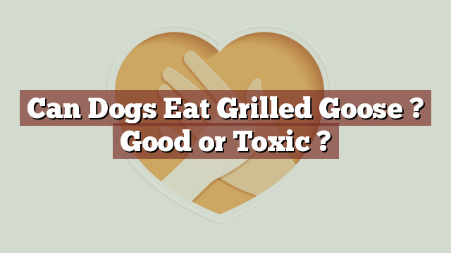 Can Dogs Eat Grilled Goose ? Good or Toxic ?