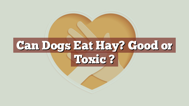 Can Dogs Eat Hay? Good or Toxic ?