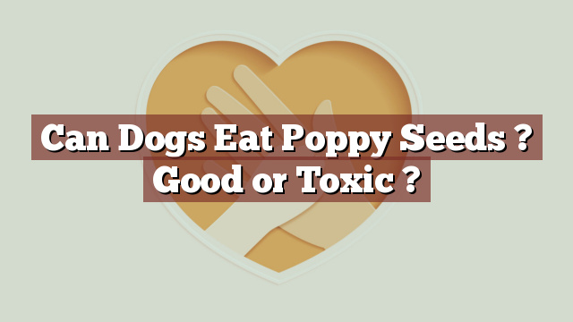 Can Dogs Eat Poppy Seeds ? Good or Toxic ?