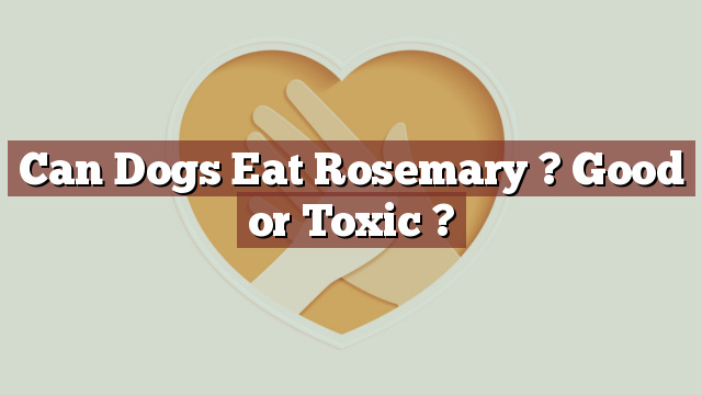 Can Dogs Eat Rosemary ? Good or Toxic ?
