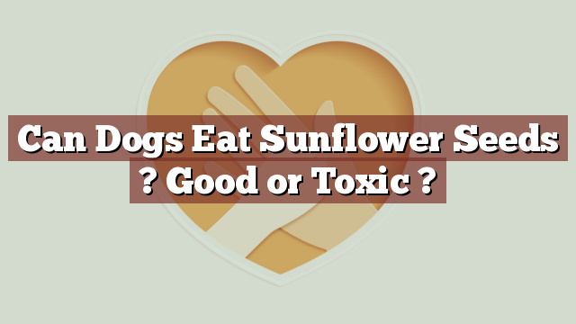 Can Dogs Eat Sunflower Seeds ? Good or Toxic ?