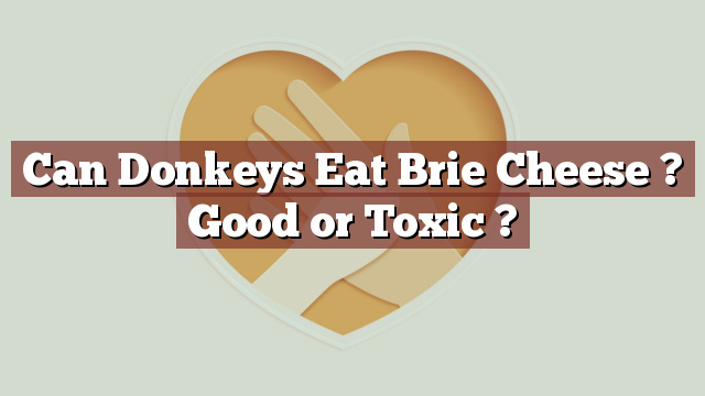 Can Donkeys Eat Brie Cheese ? Good or Toxic ?