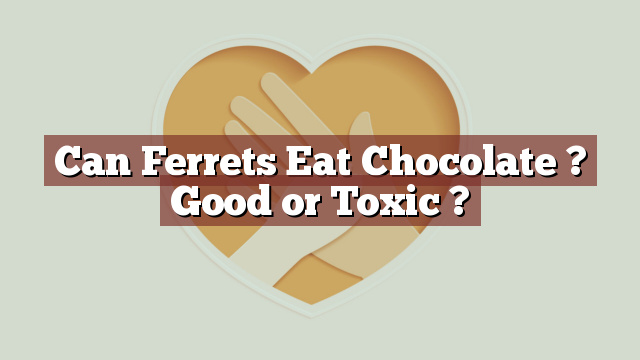 Can Ferrets Eat Chocolate ? Good or Toxic ?