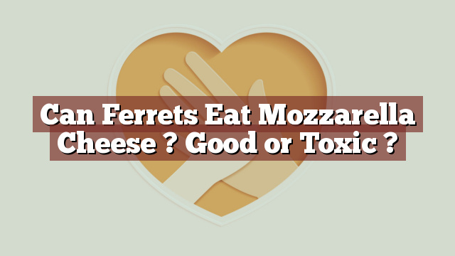 Can Ferrets Eat Mozzarella Cheese ? Good or Toxic ?