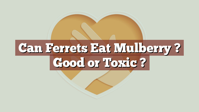 Can Ferrets Eat Mulberry ? Good or Toxic ?