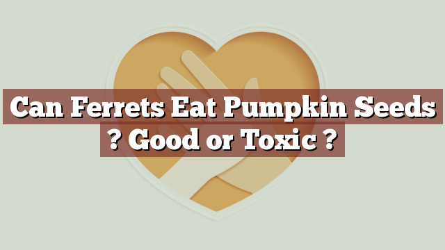 Can Ferrets Eat Pumpkin Seeds ? Good or Toxic ?