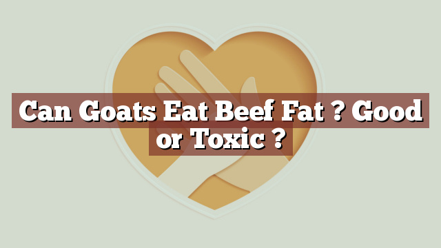 Can Goats Eat Beef Fat ? Good or Toxic ?