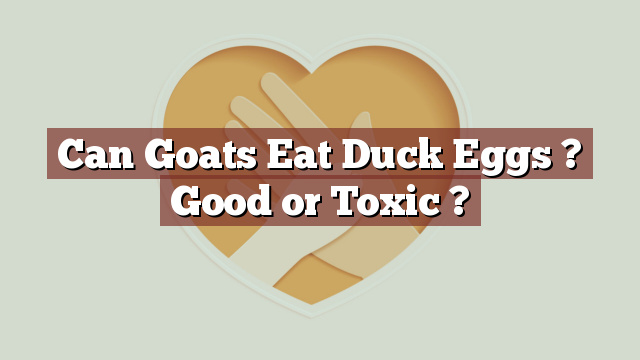 Can Goats Eat Duck Eggs ? Good or Toxic ?