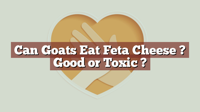 Can Goats Eat Feta Cheese ? Good or Toxic ?