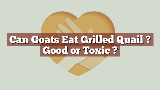 Can Goats Eat Grilled Quail ? Good or Toxic ?