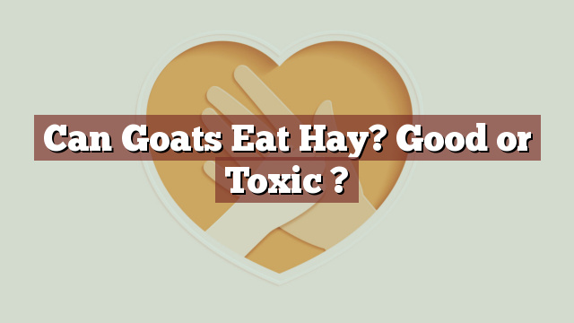 Can Goats Eat Hay? Good or Toxic ?