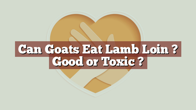 Can Goats Eat Lamb Loin ? Good or Toxic ?