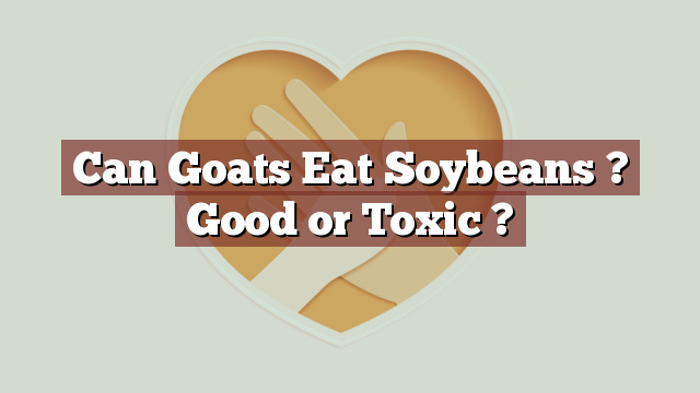 Can Goats Eat Soybeans ? Good or Toxic ?