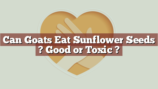 Can Goats Eat Sunflower Seeds ? Good or Toxic ?