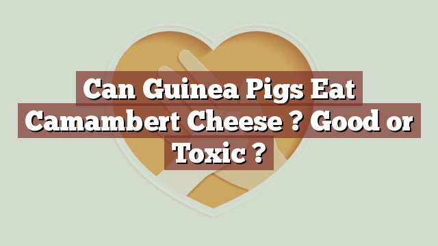 Can Guinea Pigs Eat Camambert Cheese ? Good or Toxic ?