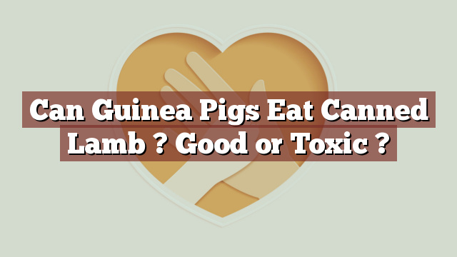 Can Guinea Pigs Eat Canned Lamb ? Good or Toxic ?
