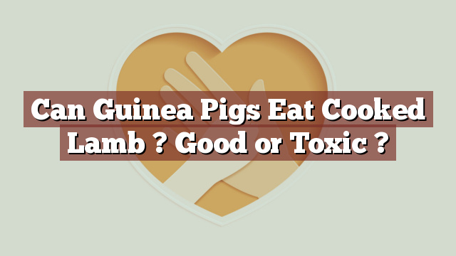 Can Guinea Pigs Eat Cooked Lamb ? Good or Toxic ?