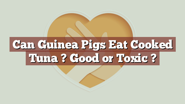 Can Guinea Pigs Eat Cooked Tuna ? Good or Toxic ?