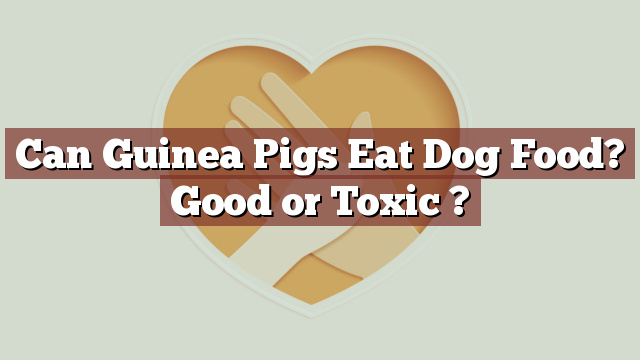 Can Guinea Pigs Eat Dog Food? Good or Toxic ?