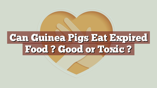 Can Guinea Pigs Eat Expired Food ? Good or Toxic ?