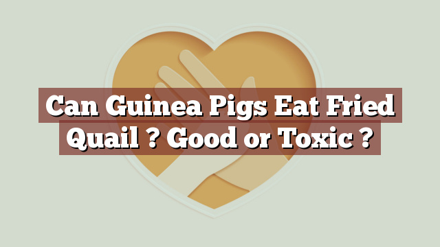 Can Guinea Pigs Eat Fried Quail ? Good or Toxic ?