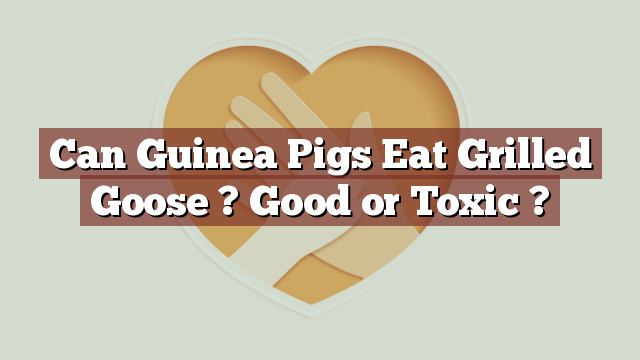 Can Guinea Pigs Eat Grilled Goose ? Good or Toxic ?