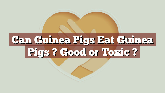 Can Guinea Pigs Eat Guinea Pigs ? Good or Toxic ?