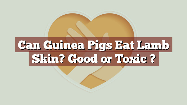 Can Guinea Pigs Eat Lamb Skin? Good or Toxic ?