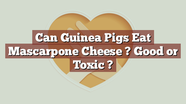 Can Guinea Pigs Eat Mascarpone Cheese ? Good or Toxic ?