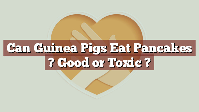 Can Guinea Pigs Eat Pancakes ? Good or Toxic ?