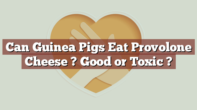 Can Guinea Pigs Eat Provolone Cheese ? Good or Toxic ?