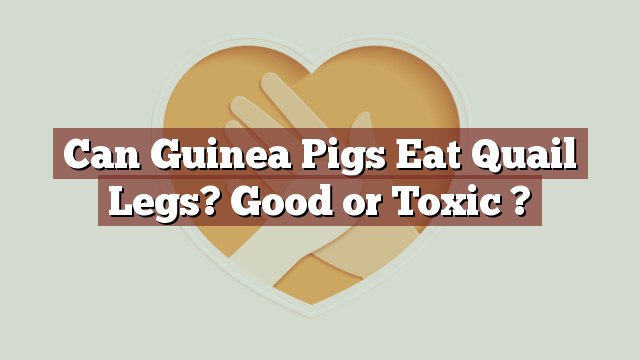 Can Guinea Pigs Eat Quail Legs? Good or Toxic ?