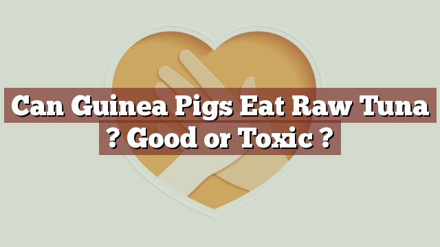 Can Guinea Pigs Eat Raw Tuna ? Good or Toxic ?