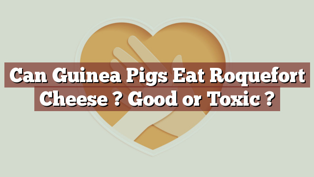 Can Guinea Pigs Eat Roquefort Cheese ? Good or Toxic ?