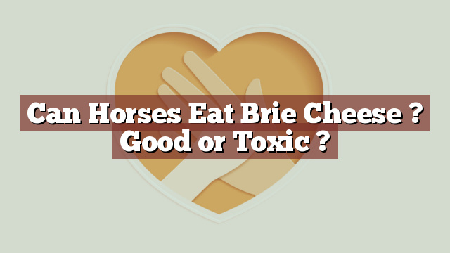 Can Horses Eat Brie Cheese ? Good or Toxic ?