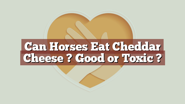 Can Horses Eat Cheddar Cheese ? Good or Toxic ?