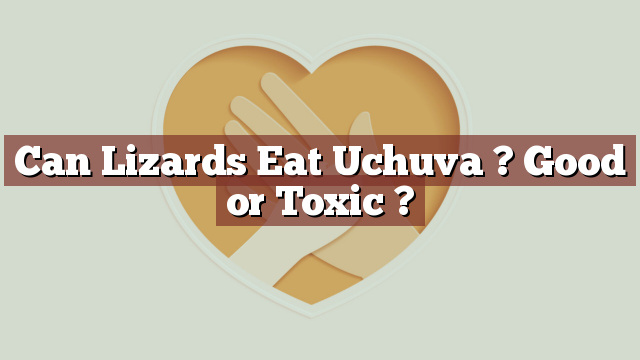 Can Lizards Eat Uchuva ? Good or Toxic ?