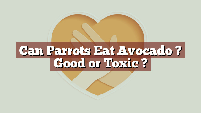 Can Parrots Eat Avocado ? Good or Toxic ?