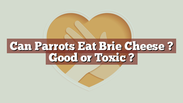 Can Parrots Eat Brie Cheese ? Good or Toxic ?