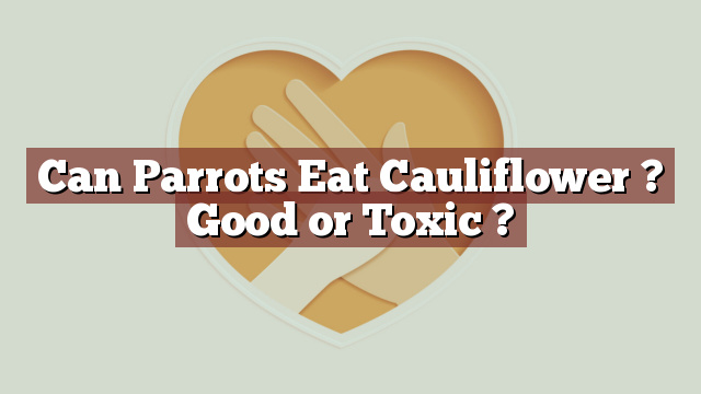 Can Parrots Eat Cauliflower ? Good or Toxic ?
