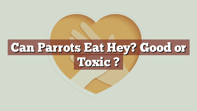 Can Parrots Eat Hey? Good or Toxic ?