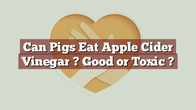 Can Pigs Eat Apple Cider Vinegar ? Good or Toxic ?
