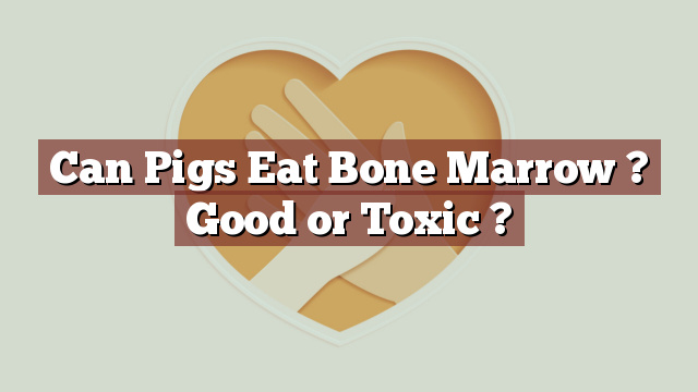Can Pigs Eat Bone Marrow ? Good or Toxic ?