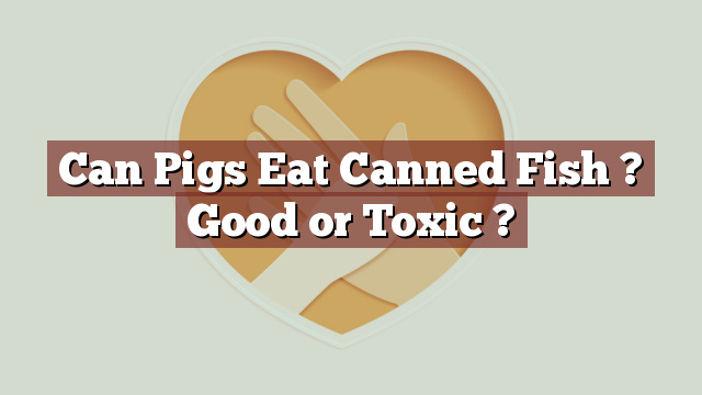 Can Pigs Eat Canned Fish ? Good or Toxic ?