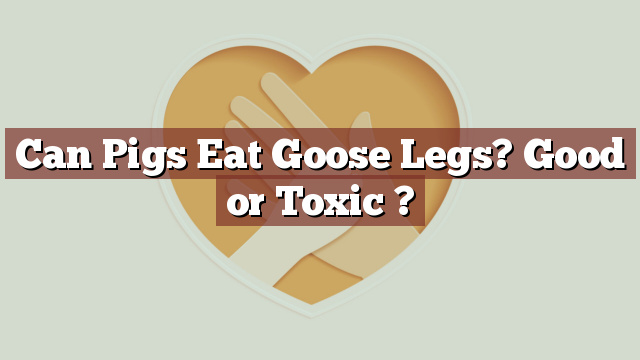 Can Pigs Eat Goose Legs? Good or Toxic ?