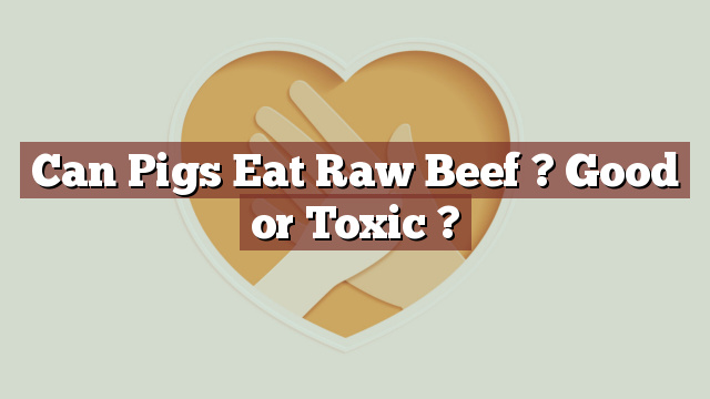 Can Pigs Eat Raw Beef ? Good or Toxic ?
