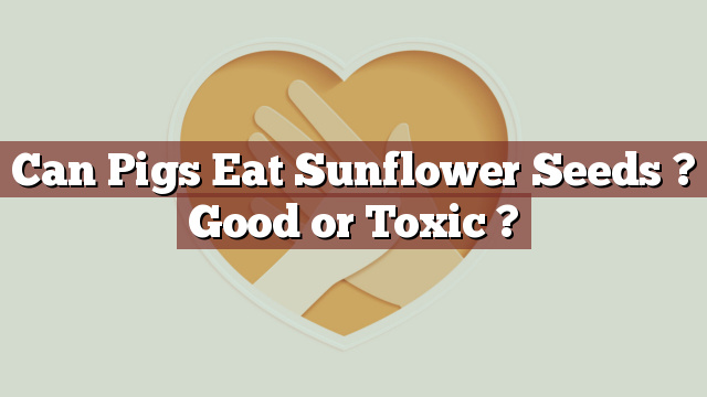 Can Pigs Eat Sunflower Seeds ? Good or Toxic ?