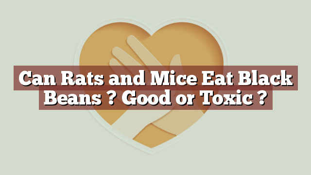 Can Rats and Mice Eat Black Beans ? Good or Toxic ?